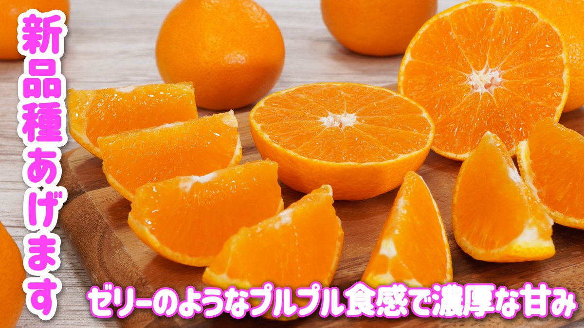 販売開始記念に強権発動してX用に奪いました！3/10 23:59までにフォロー＆リポストで媛まどんなと甘平から生まれた新品種「愛媛果試第48号」2kgを2名様にあげます！