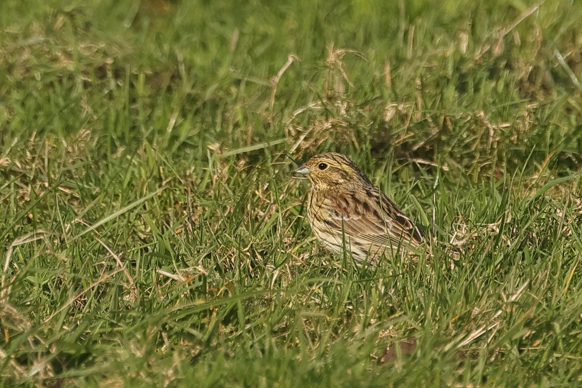 Richard Moore South West wildlife tweet media