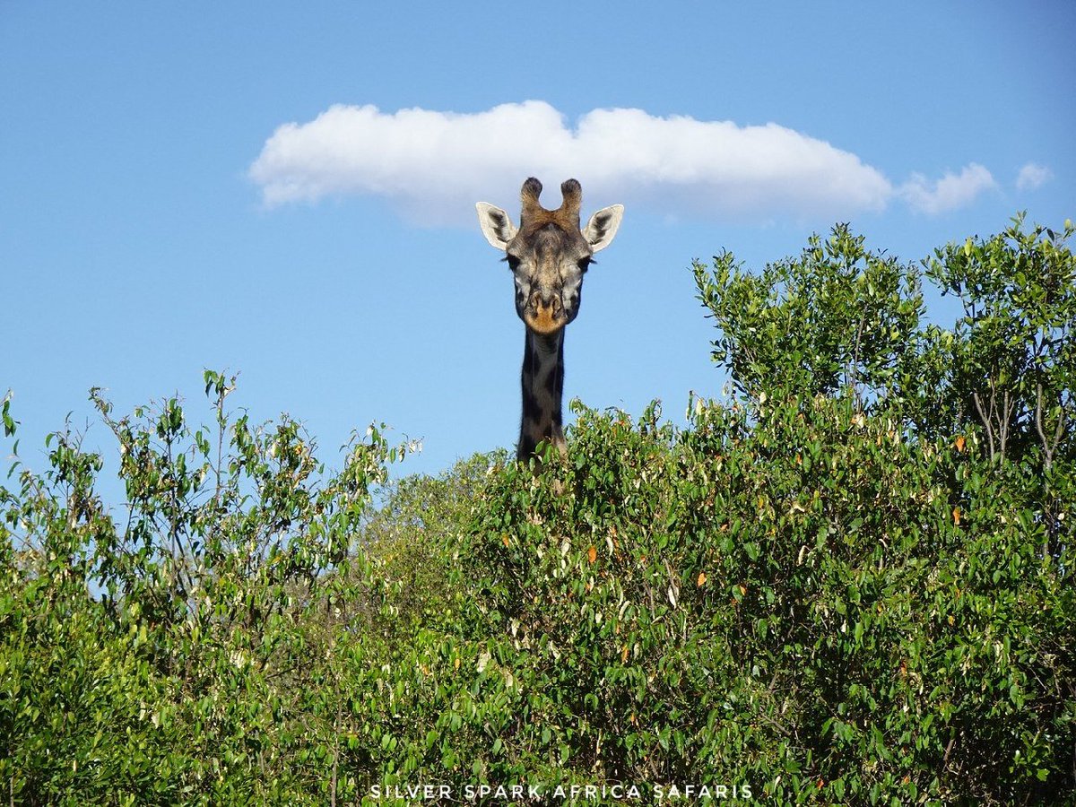 Standing tall at Mara Reserve.  Eating browse that other cannot reach, such a great advantage. Welcome to the weekend!
📸 : Giraffe 
#Kenya #gamedrive #Magicalkenya #wildebeestmigration #maasaimara #travelguides #SilverSparkAfrica  #instatravel #traveling #Safaritours