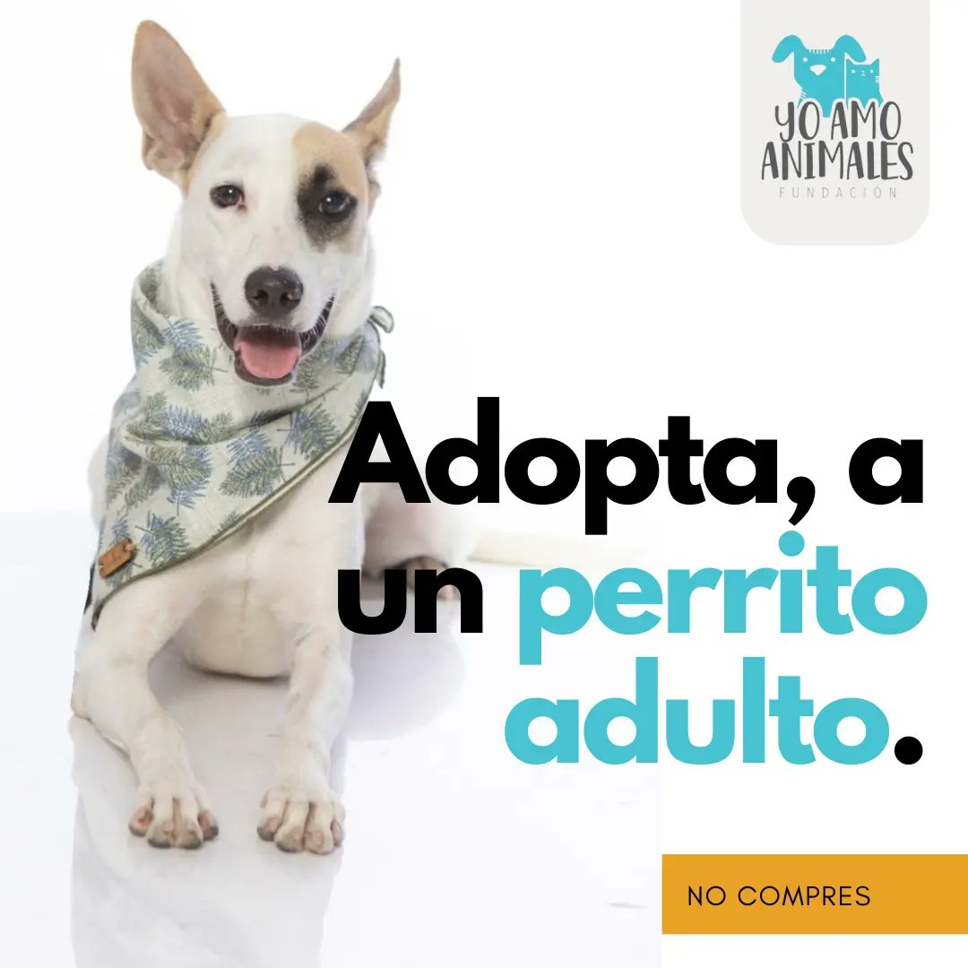 yoamoanimales's tweet photo. Buscas un amigo amoroso, que le gusten las aventuras y hacer ejercicio? Aquí esta tu perro ideal !!
Ayúdanos a buscar un hogar temporal o definitivo para Sparky .
El tiempo se nos acaba y no tenemos donde llevarlo!
Nos quedan pocos días de hospedaje. 
Compartir suma y cuenta ! https://t.co/5u6y9LtBYP