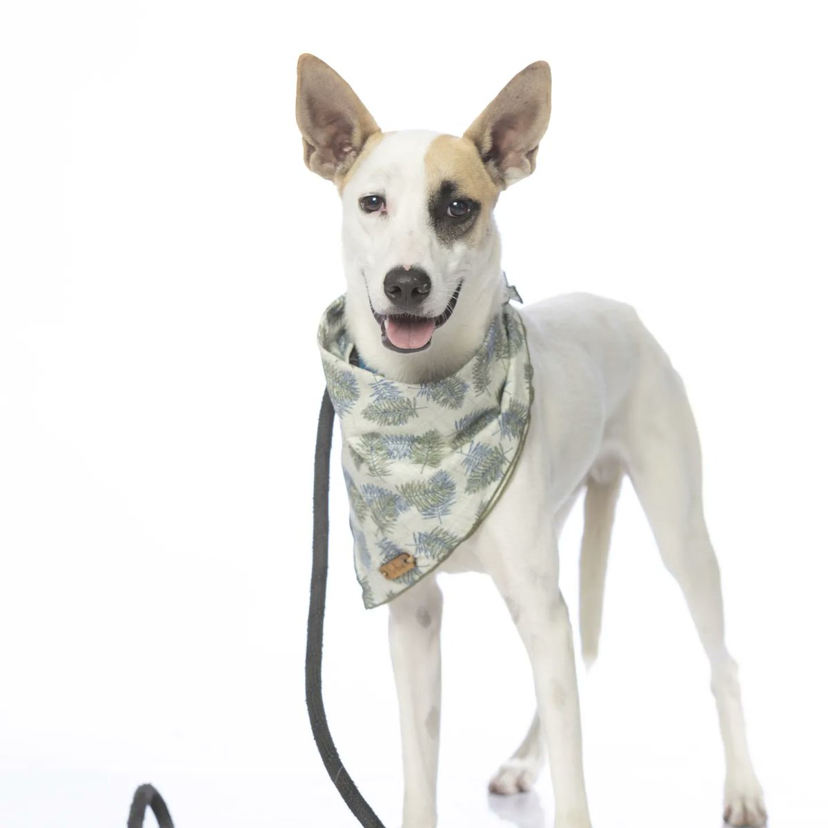yoamoanimales's tweet photo. Buscas un amigo amoroso, que le gusten las aventuras y hacer ejercicio? Aquí esta tu perro ideal !!
Ayúdanos a buscar un hogar temporal o definitivo para Sparky .
El tiempo se nos acaba y no tenemos donde llevarlo!
Nos quedan pocos días de hospedaje. 
Compartir suma y cuenta ! https://t.co/5u6y9LtBYP