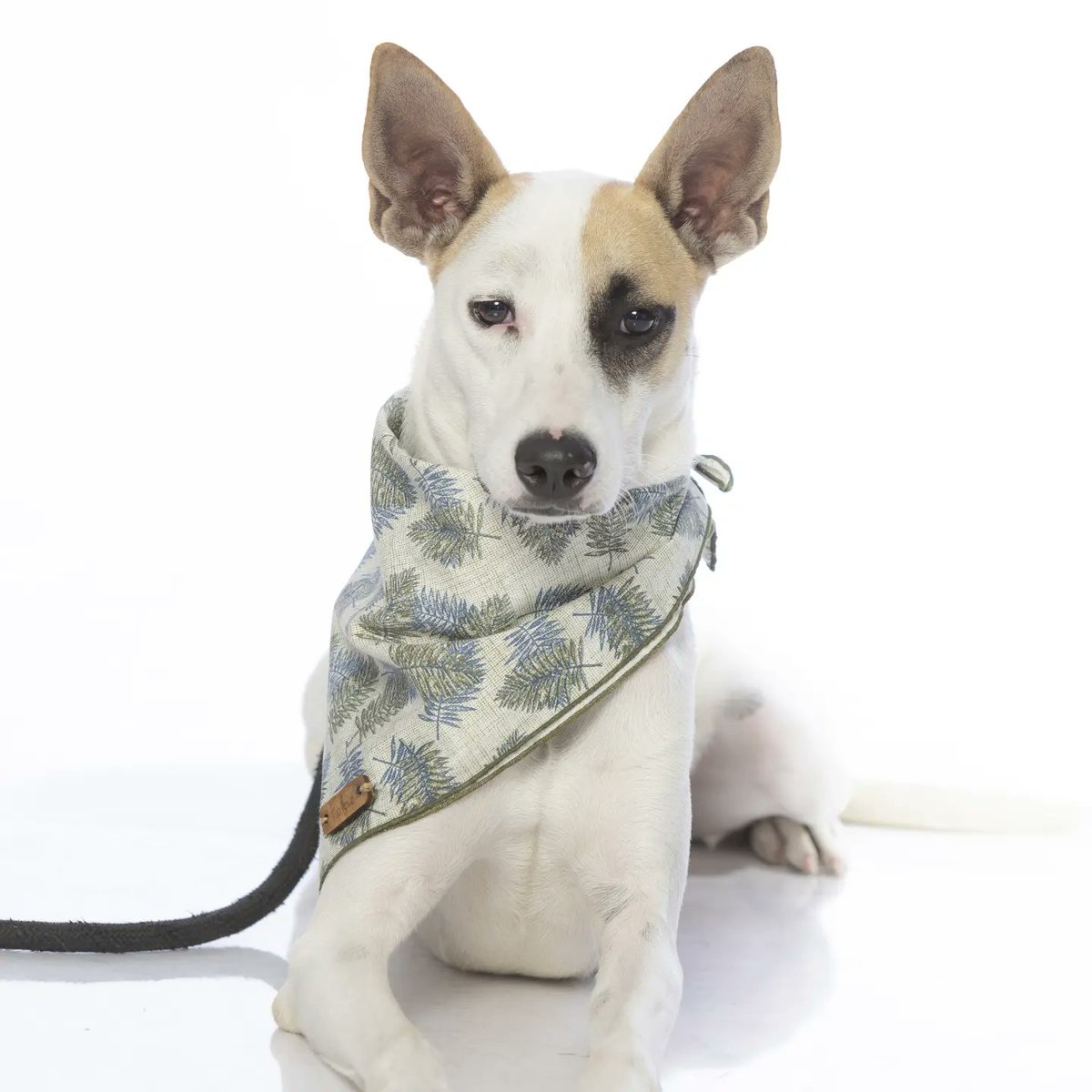 yoamoanimales's tweet photo. Buscas un amigo amoroso, que le gusten las aventuras y hacer ejercicio? Aquí esta tu perro ideal !!
Ayúdanos a buscar un hogar temporal o definitivo para Sparky .
El tiempo se nos acaba y no tenemos donde llevarlo!
Nos quedan pocos días de hospedaje. 
Compartir suma y cuenta ! https://t.co/5u6y9LtBYP