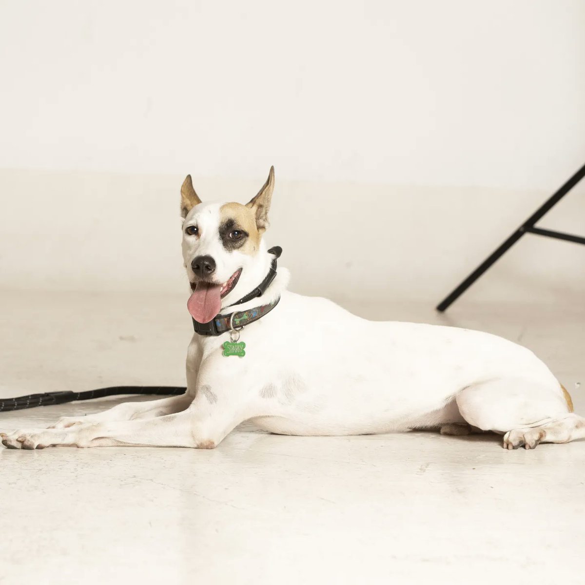yoamoanimales's tweet photo. Buscas un amigo amoroso, que le gusten las aventuras y hacer ejercicio? Aquí esta tu perro ideal !!
Ayúdanos a buscar un hogar temporal o definitivo para Sparky .
El tiempo se nos acaba y no tenemos donde llevarlo!
Nos quedan pocos días de hospedaje. 
Compartir suma y cuenta ! https://t.co/5u6y9LtBYP