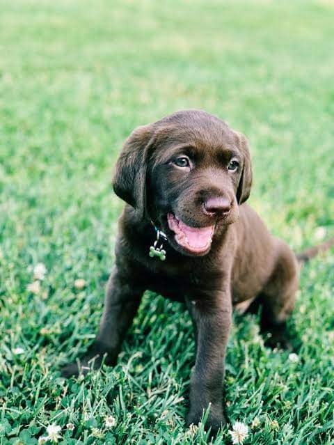 sweet_labrador's tweet photo. Perfect shoot ❤️❤️ https://t.co/h1WzIZEVb4