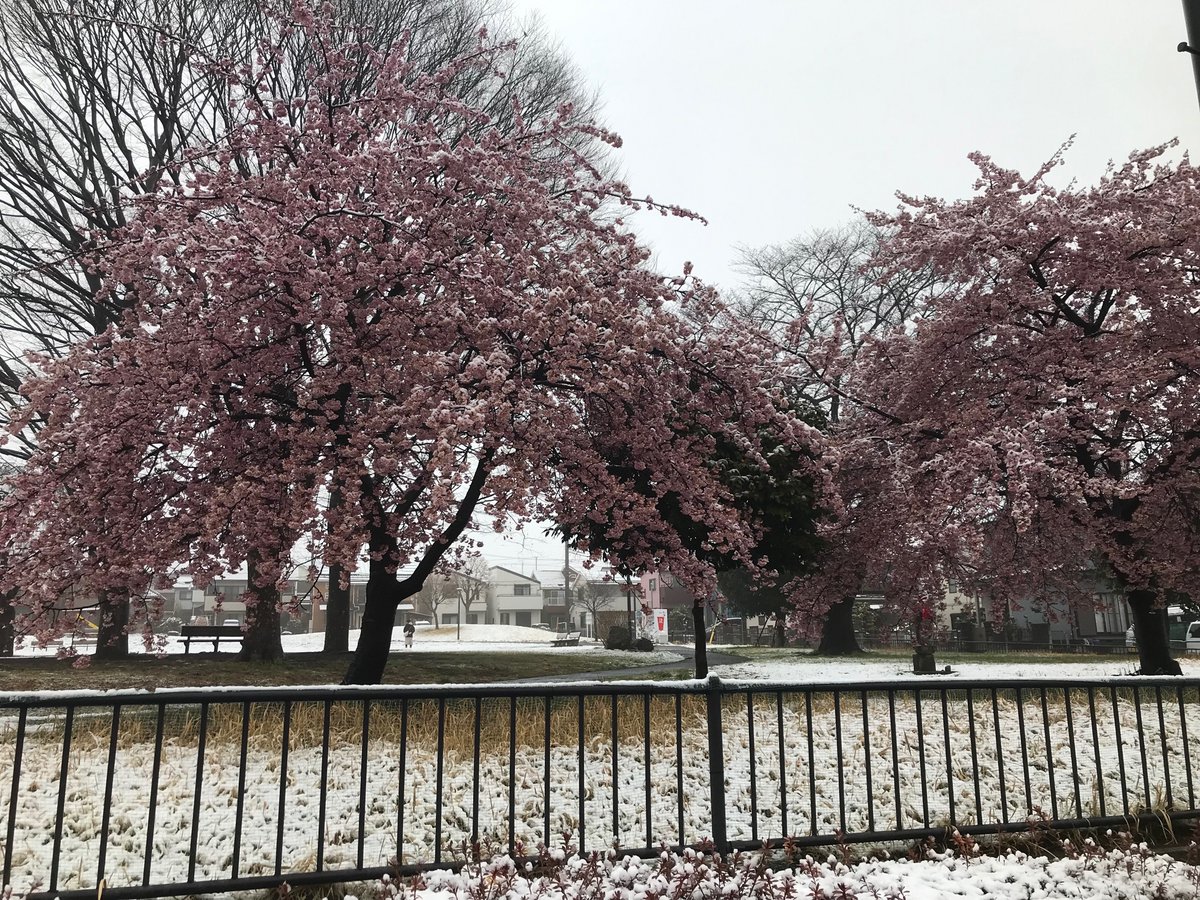 tomkXY's tweet photo. Okay so we all mocked the Sky AI video for showing snowy Tokyo with cherry blossoms but this is Akiruno today. I guess we owe it an apology.
#Snowkyo #Sakura #YukiHanami https://t.co/IMf4IdoviW