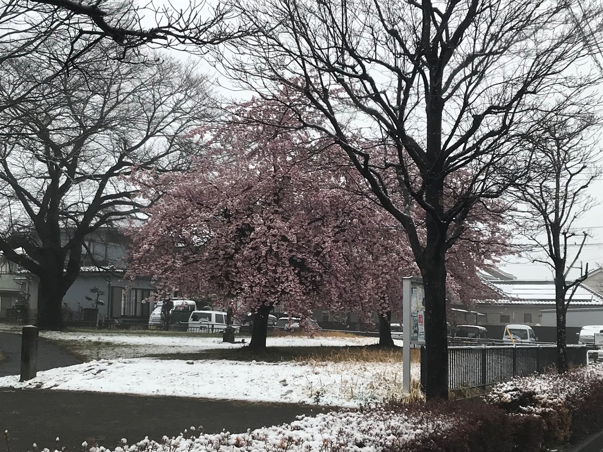 tomkXY's tweet photo. Okay so we all mocked the Sky AI video for showing snowy Tokyo with cherry blossoms but this is Akiruno today. I guess we owe it an apology.
#Snowkyo #Sakura #YukiHanami https://t.co/IMf4IdoviW