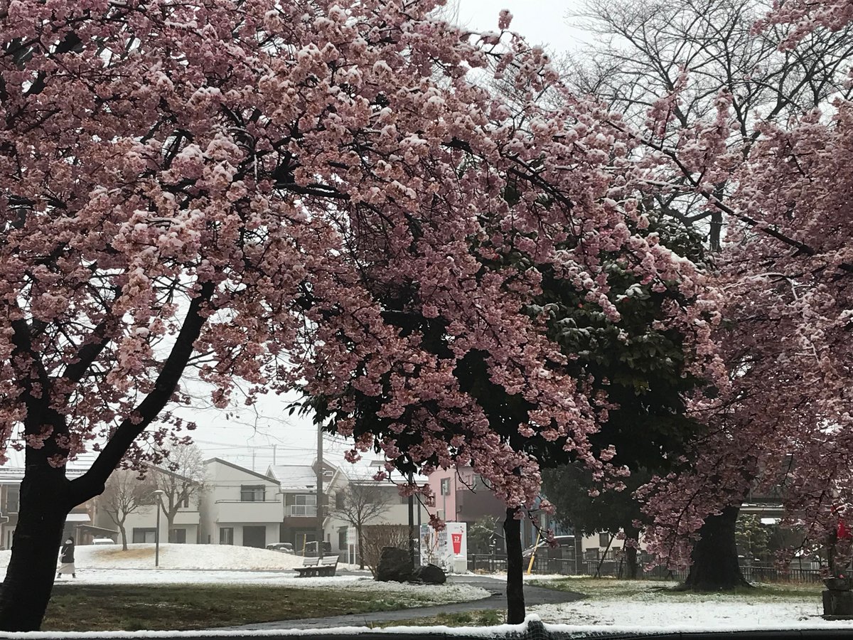 tomkXY's tweet photo. Okay so we all mocked the Sky AI video for showing snowy Tokyo with cherry blossoms but this is Akiruno today. I guess we owe it an apology.
#Snowkyo #Sakura #YukiHanami https://t.co/IMf4IdoviW