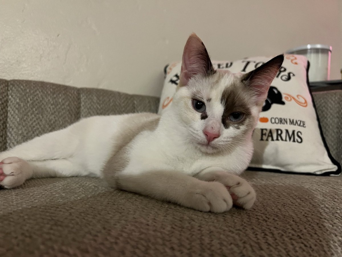 e_n923's tweet photo. @viieeeb @spanishmilkteaa The white calico is the runt of the litter and she is TINY and will stay small. https://t.co/6KNg42htAR