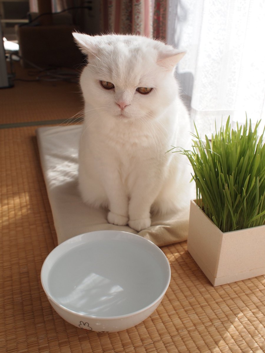 お水を飲むか迷っているうらちゃん