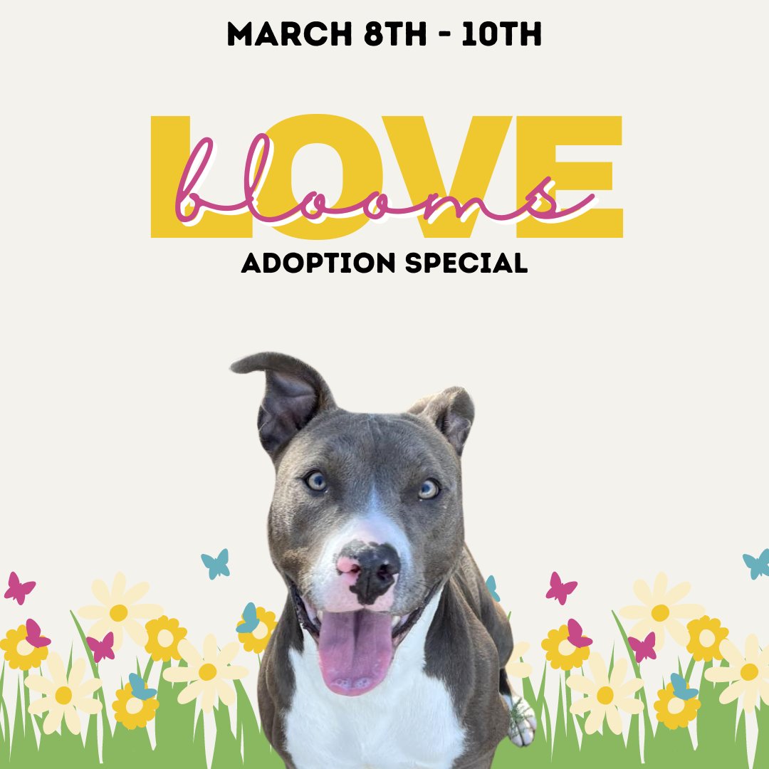 Spring ahead and find your new best friend this weekend during our Love Blooms Adoption Special! Dogs 1 year and older have 50% off adoption fees March 8th - 10th. You might be losing an hour this weekend, but you can also gain a friend! Visit Nashville Humane this weekend!🌷