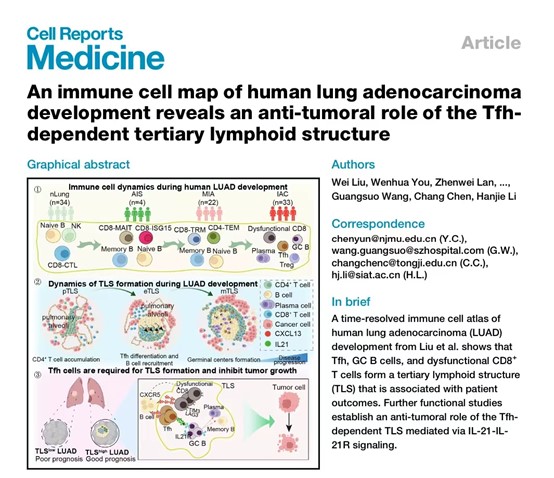 We are very excited to share ‘An immune cell map of human lung adenocarcinoma development reveals an anti-tumoral role of the Tfh-dependent tertiary lymphoid structure’ published in @CellRepMed today (1/7) @press_cell cell.com/cell-reports-m…