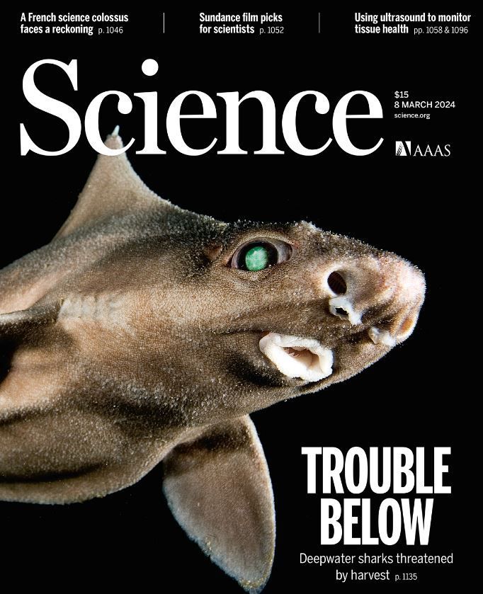 In case you missed it: Fishing for oil and meat drives irreversible defaunation of deepwater sharks and rays buff.ly/433V2aN