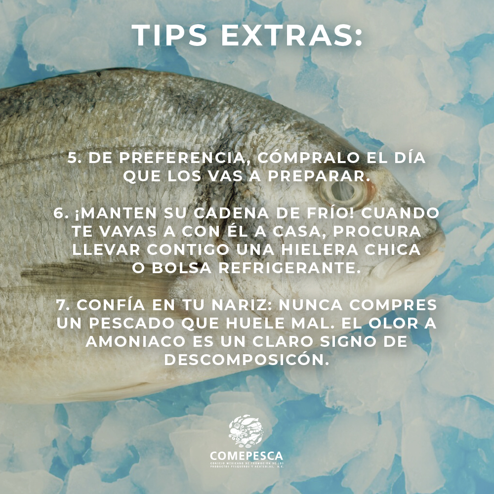 ¿Vas a ir a la pescadería?

Aprende a identificar un pescado fresco. 

Revista también los tips ;)