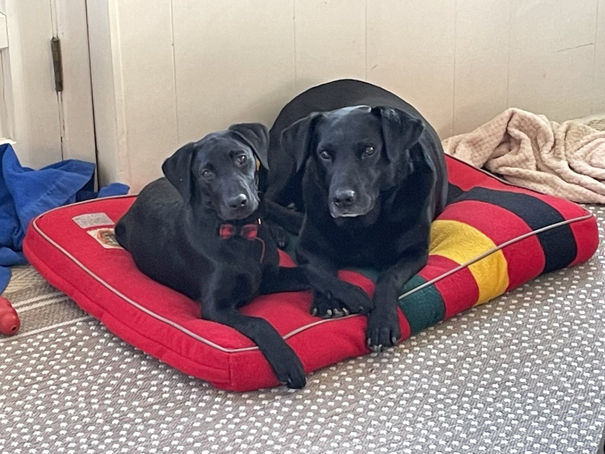 august_hager's tweet photo. #sammysstars this is our new addition miss lizz #2 featured here with Sammy star alumni Finn dog. They enjoy playing in the morning, holding paws, napping all day and trying to pull off human food heists. She wanted me to send you a pic of her doing  her best t-rex impression! https://t.co/PWVLk506eD