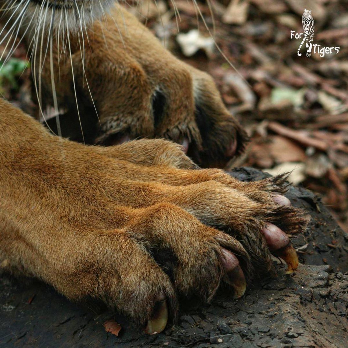 ForTigersOrg's tweet image. Cats need to scratch! Cats scratch not only to maintain their claws, but also to stretch, scent-mark and relieve stress. Therefore, it is important to provide captive #tigers items for scratching.

#AnimalWelfare