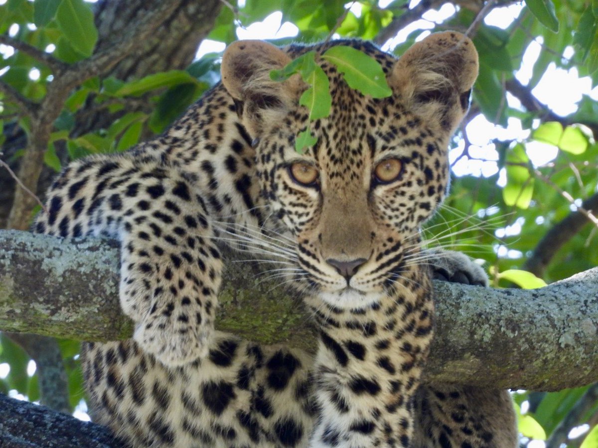 Amanda spotted this Leopard in a tree yesterday and this picture was taken by the tour guide, Glen. That was the highlight of our 3 day safari in the Kruger National Park. ⁦@carley_sudlow⁩ ⁦@marketing_sanna⁩ ⁦@nakedwanderings⁩ ⁦@Internatuur⁩