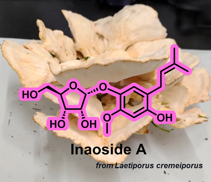 Researchers @ShinshuUni discover a new #antioxidant compound Inaoside A in the edible mushroom, Laetiporus cremeiporus. #research #university #mushrooms shinshu-u.ac.jp/english/topics…