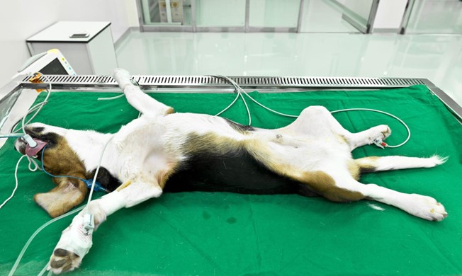 j2702244373327's tweet photo. Now that we know how animals are known to have similar ability to feel, just like us, it would be morally unacceptable to treat animals only as ‘tools’. We should understand that they are  living beings and are not obligated to sacrifice for our scientific purposes.
#39canimals https://t.co/Lk6CYtqlao