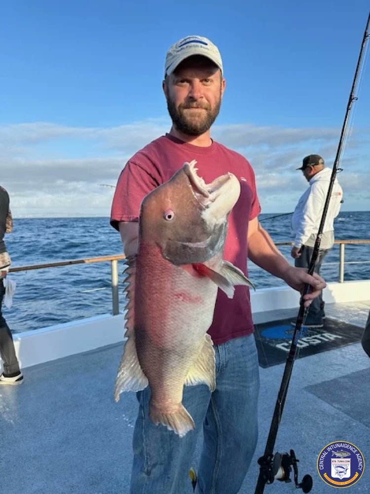 976tuna's tweet photo. Western Pride Wrap Up Report Thu Mar 7, 2024 https://t.co/I1WEILM2ac #westernpride #daveyslocker #sheephead #fish #fishing #fishingtrip #oceanfishing #socalfishing #fishingtrip #goodtimes #livebait #saltlife #saltwater #tasty #thetugisthedrug https://t.co/U4qeQ3Huh3