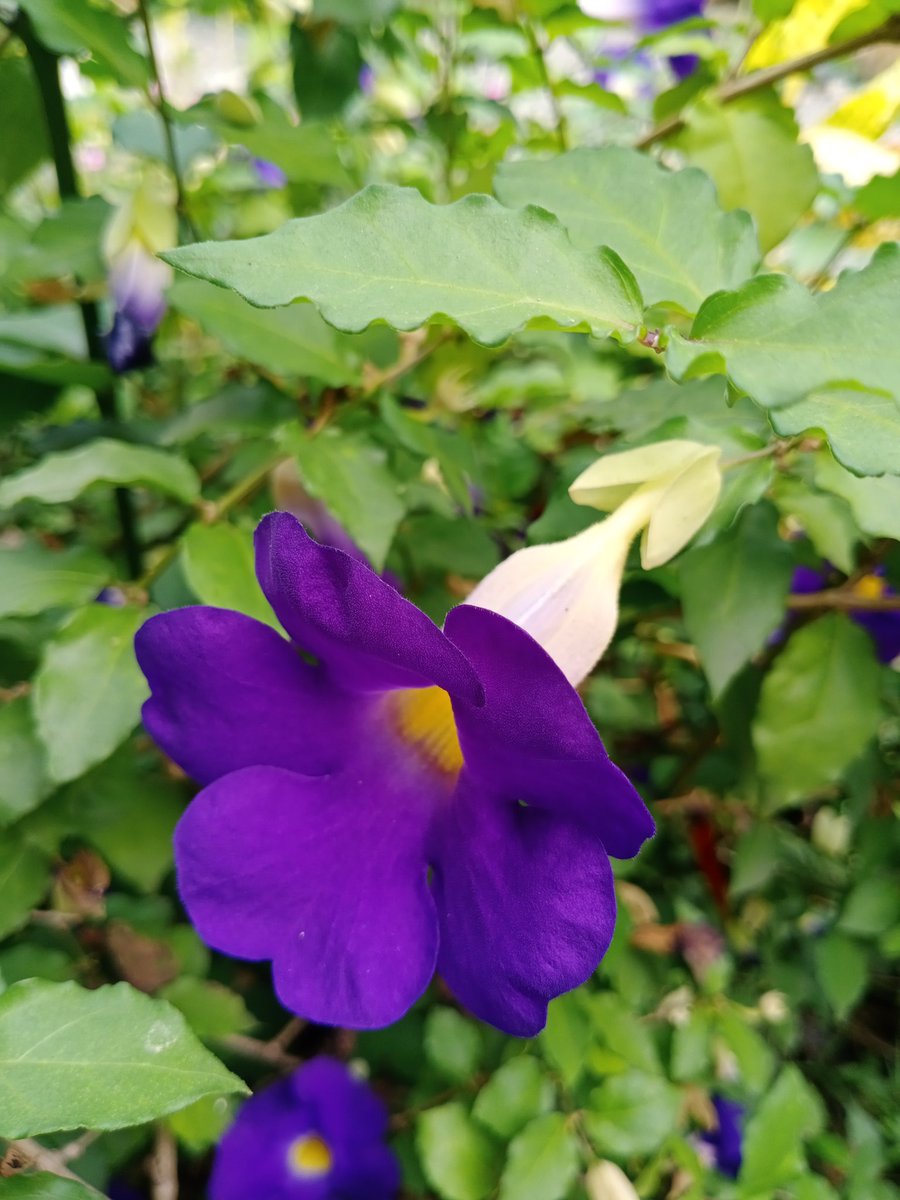 Cantik banget warna bunga ini ungu terong. Ada yang tahu nama tanaman berbunga ungu ini?
.