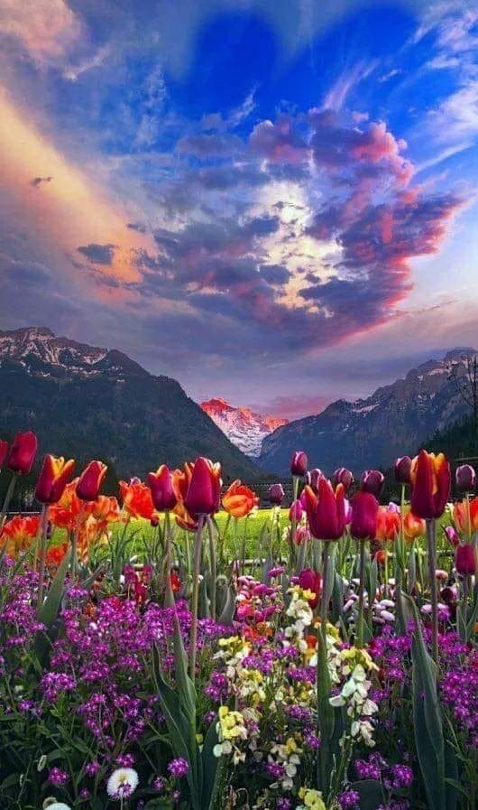 ⚘️🥀🍁⚘️🌷🌼🌻💚🪻💜🩷🧡🩵 tweet media