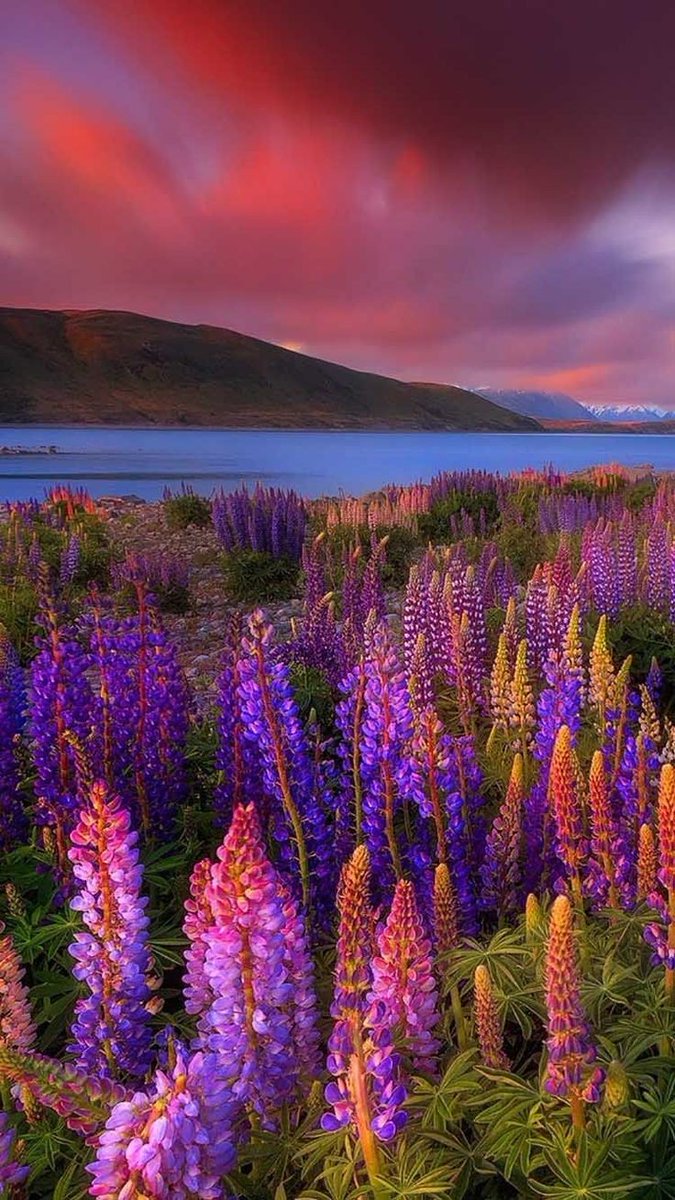 ⚘️🥀🍁⚘️🌷🌼🌻💚🪻💜🩷🧡🩵 tweet media