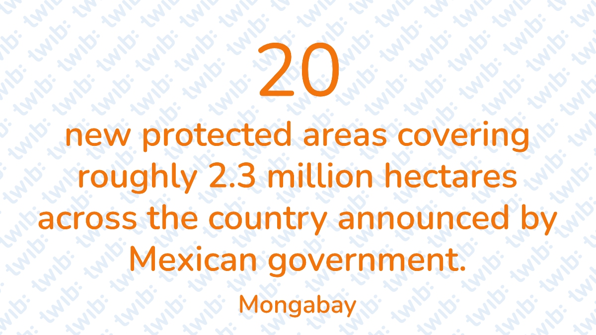 20 new protected areas covering roughly 2.3 million hectares across the country announced by the Mexican government. – #Didyouknow twib.news/?p=50147