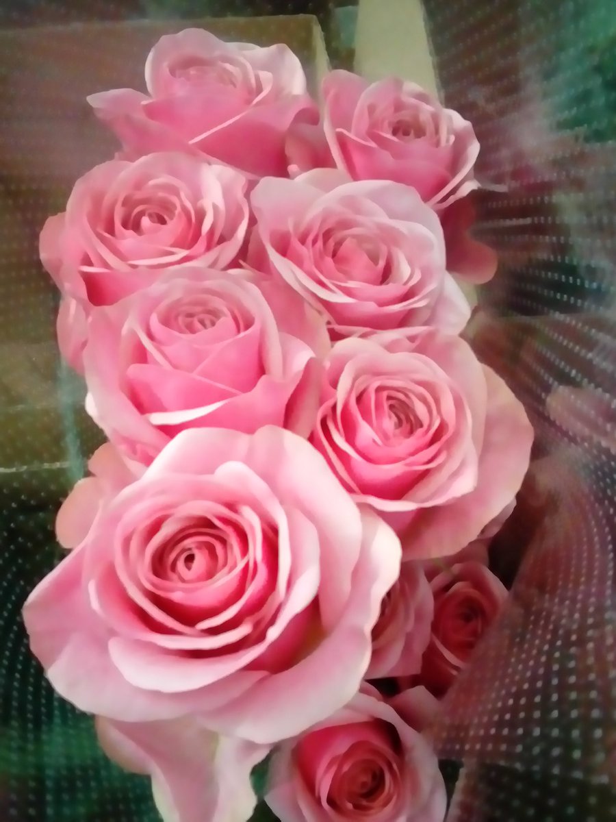 新しくスタンダードバラ「ピンクウェーブ」が入荷されてます😄ピンク