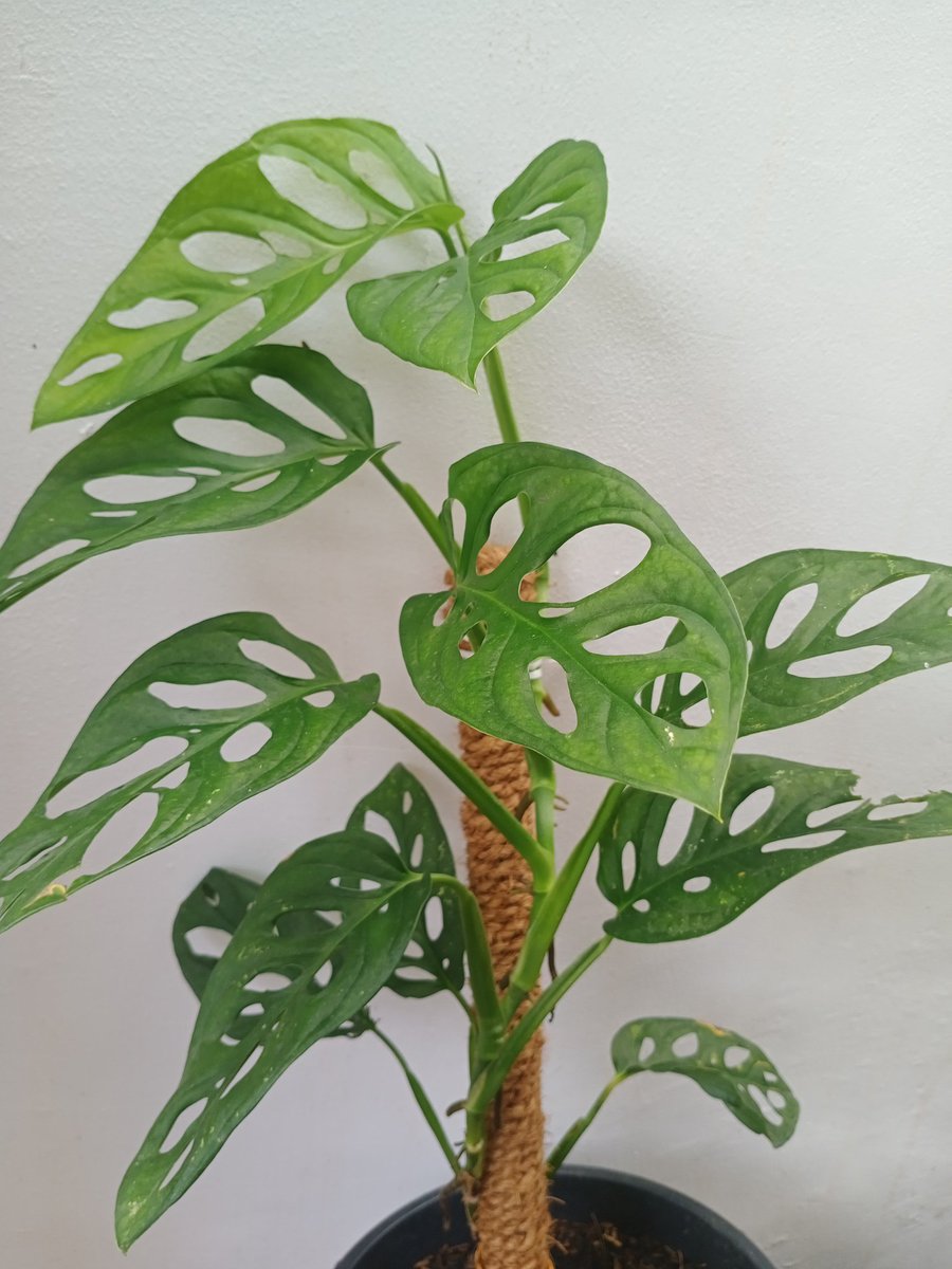 Tanaman ini dulu sempat populer. Ada yang tahu namanya?
.