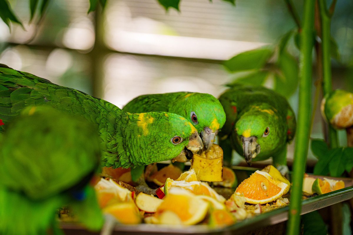 Ministerio de Medio Ambiente (@medioambientesv) on Twitter photo Este fortalecimiento de capacidades cuenta con el apoyo de <a href="/ParrotTrust/">World Parrot Trust</a> y el proyecto Fortaleciendo la resiliencia climática de comunidades rurales y de los ecosistemas en Ahuachapán Sur El Salvador – <a href="/PNUDSV/">PNUD El Salvador</a> y <a href="/adaptationfund/">Adaptation Fund</a>. 🤝🏼 Este fortalecimiento de capacidades cuenta con el apoyo de <a href="/ParrotTrust/">World Parrot Trust</a> y el proyecto Fortaleciendo la resiliencia climática de comunidades rurales y de los ecosistemas en Ahuachapán Sur El Salvador – <a href="/PNUDSV/">PNUD El Salvador</a> y <a href="/adaptationfund/">Adaptation Fund</a>. 🤝🏼