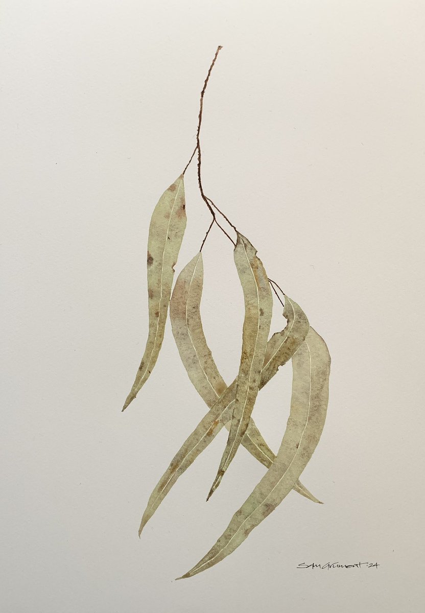 Daily painting of eucalyptus leaves. #artstudy #aquarelle #contemporaryart #minimalism #natureart #quietness
