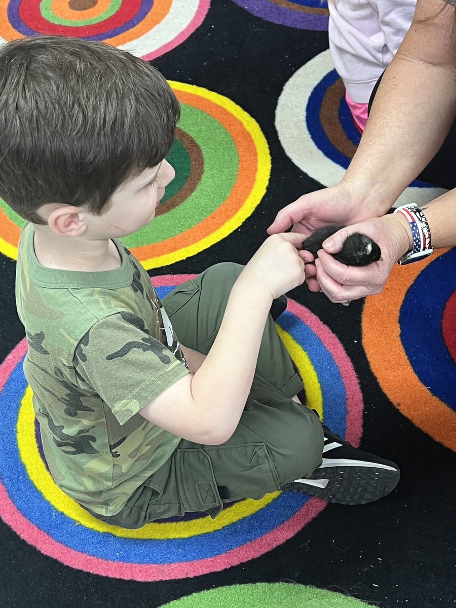 CiboloCreekES's tweet photo. Our Pre-K class hatched baby chicks. @BoerneISD https://t.co/WLJXqZXn3c