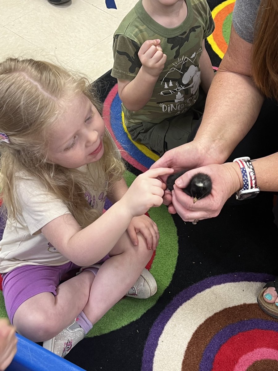 CiboloCreekES's tweet photo. Our Pre-K class hatched baby chicks. @BoerneISD https://t.co/WLJXqZXn3c