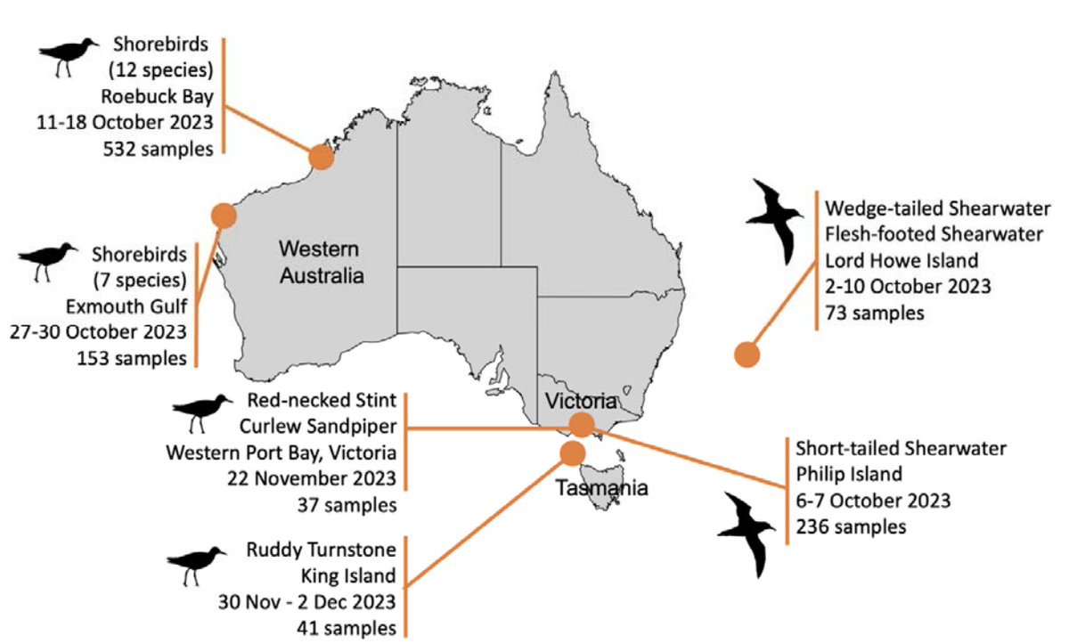 🚨The summary of our enhanced surveillance program, targeted to incoming migratory birds to Australia is now out. We sampled ~ 1000 birds, with no indication of HPAI. Oceania last continent free from HPAI 👉biorxiv.org/content/10.110…