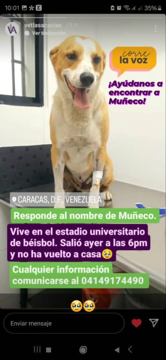 PerroUsuario's tweet photo. #Difundimos 
Se busca a Muñeco. Vive en el estadio Universitario de Beisbol. Caracas
Contacto  0414-9174490 https://t.co/xBiuRsPnIH