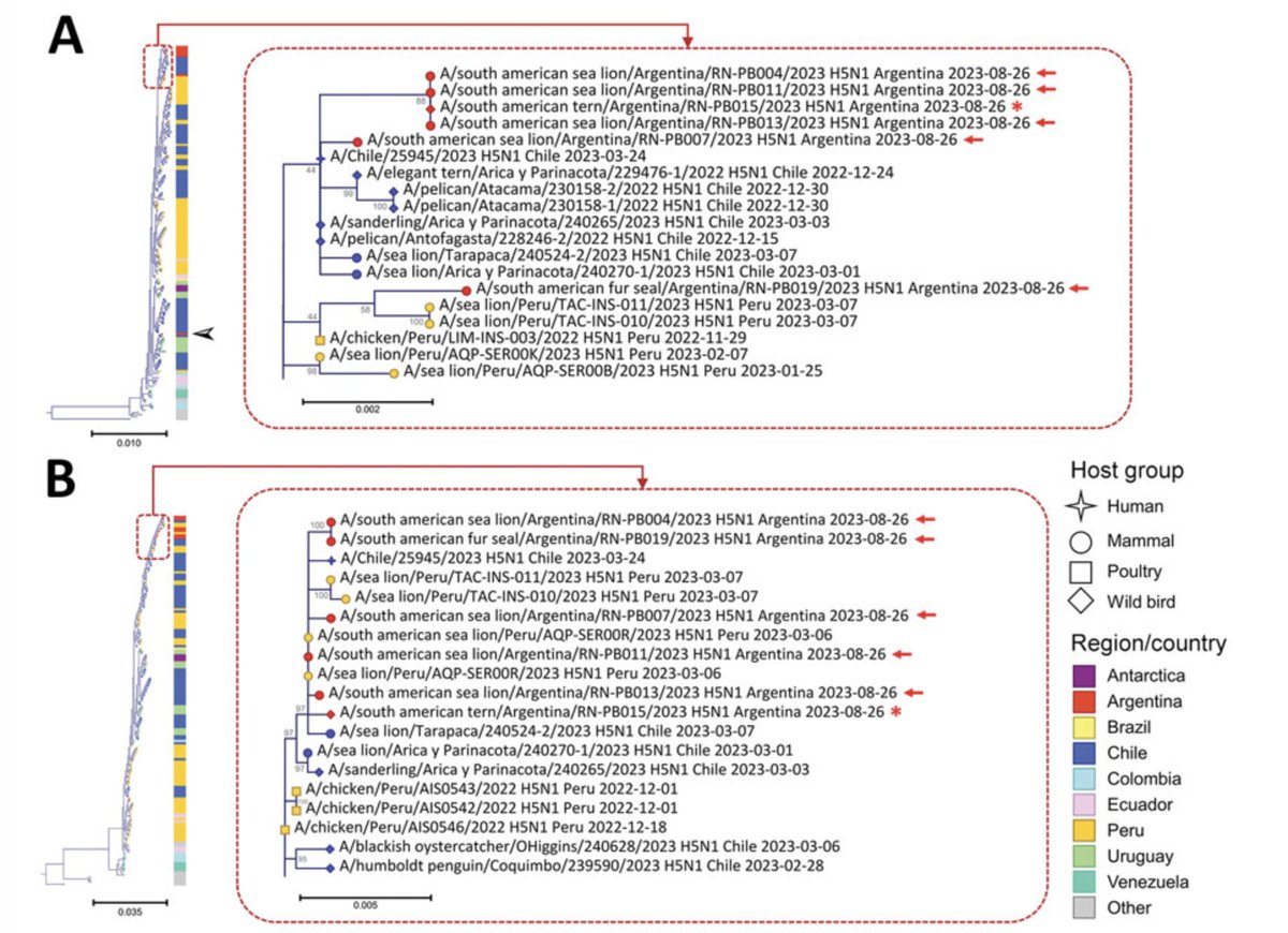 HPAI from birds and marine mammals in Argentina: not related to first cases in Argentina, seperate introduction? 9 mutations in marine mammals viruses w Q591K and D701N in PB2 = mammalian adaptation mutations. pinniped-to-pinniped transmission? 👉wwwnc.cdc.gov/eid/article/30…