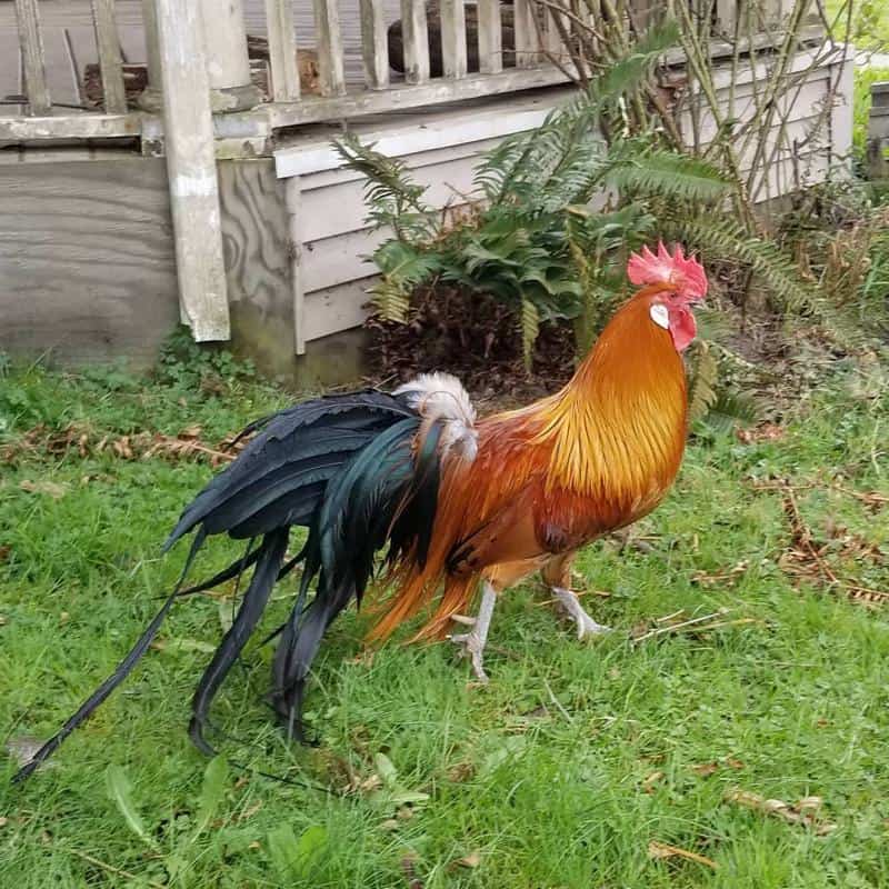 N3GANTheReaper's tweet photo. What a beautiful #Cock.
This is a rare #PhoenixRooster.
I'd love one if it wasn't for my cats!
@XxDarkReaper45 @JSmiggles @Omnisek @benwolf223 @FartyCheddarCat @busycross @katclasher @BoomClasher93 @Brad59414697 @sydneyroosters
#Roosters @Angus_The_Bold https://t.co/OfkvY006Ub