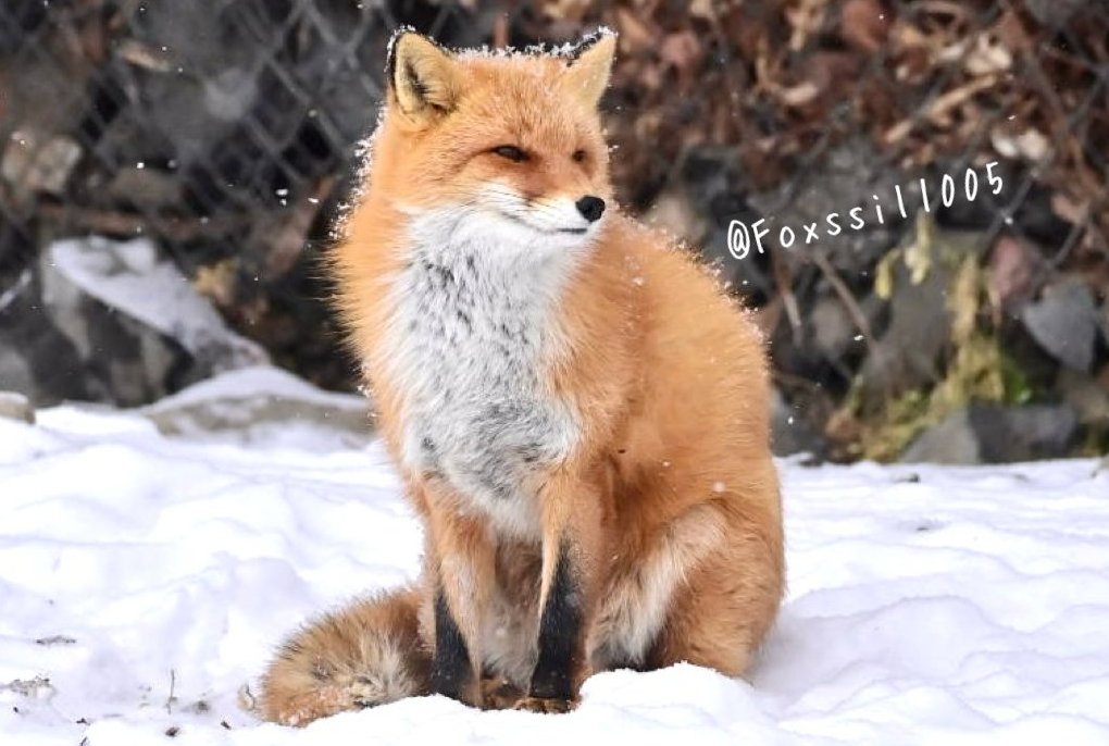 Foxssil(フォクシル) on X: 