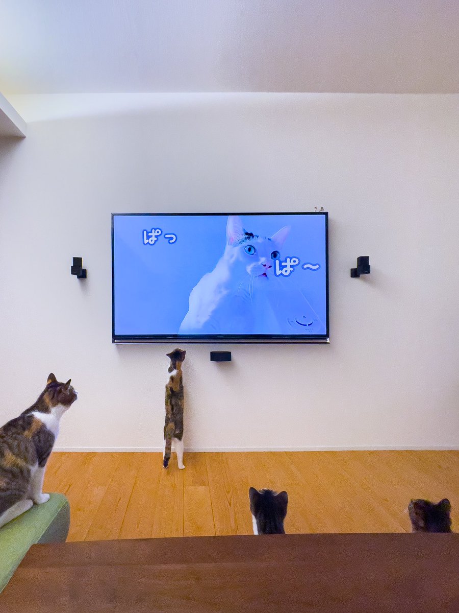 うちのねこさん みんなでネコTubeを鑑賞中 #猫 #YouTube #TVとられました