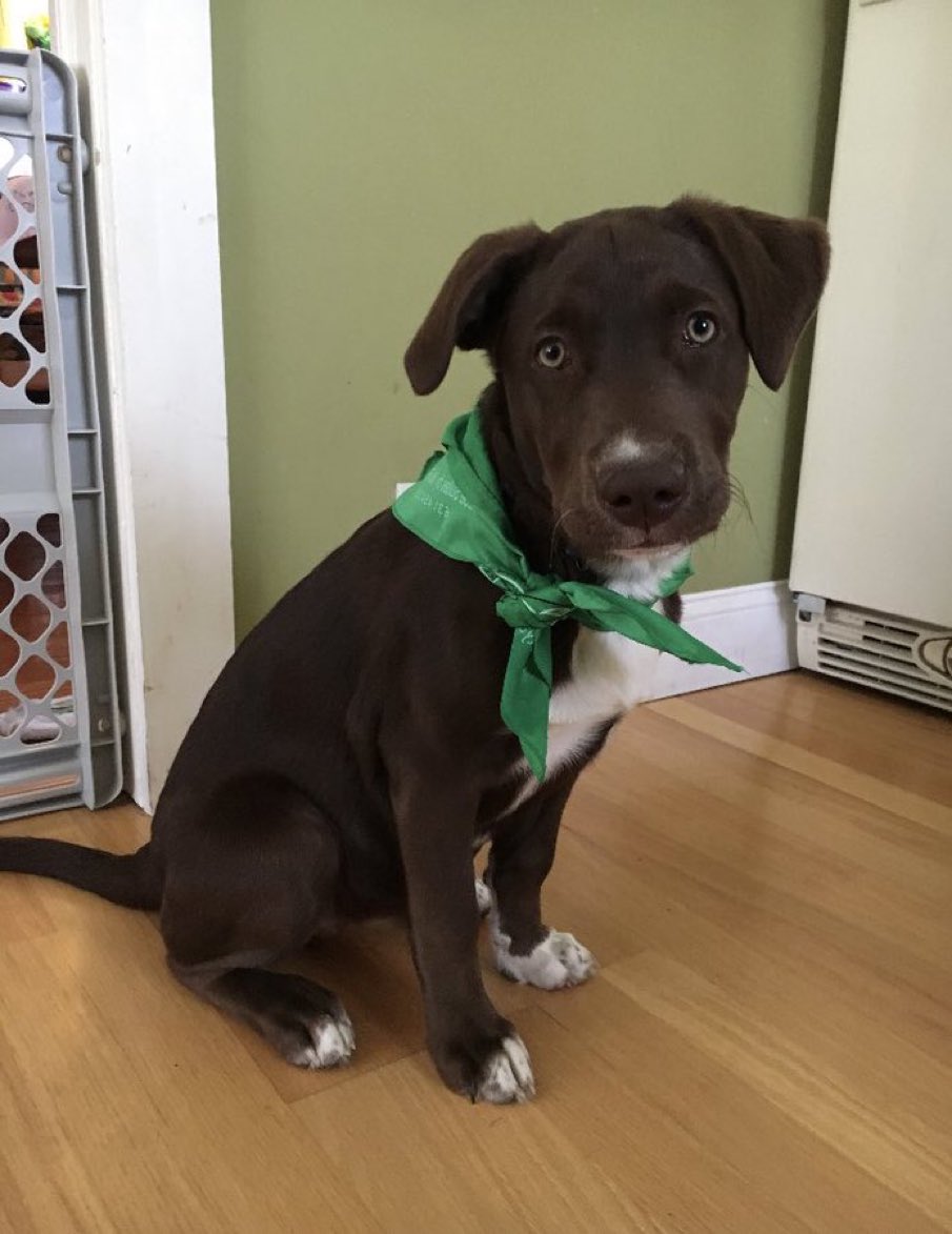 //ooc Serious issue.

Hey y’all… as you guys may have notcied my reply’s have been getting slower… my wonderful dog Lucy is hurt and needs a expensive surgery, about $1,000. My family can afford most of it but it’s going to cost us. So if you could help me out I would greatly