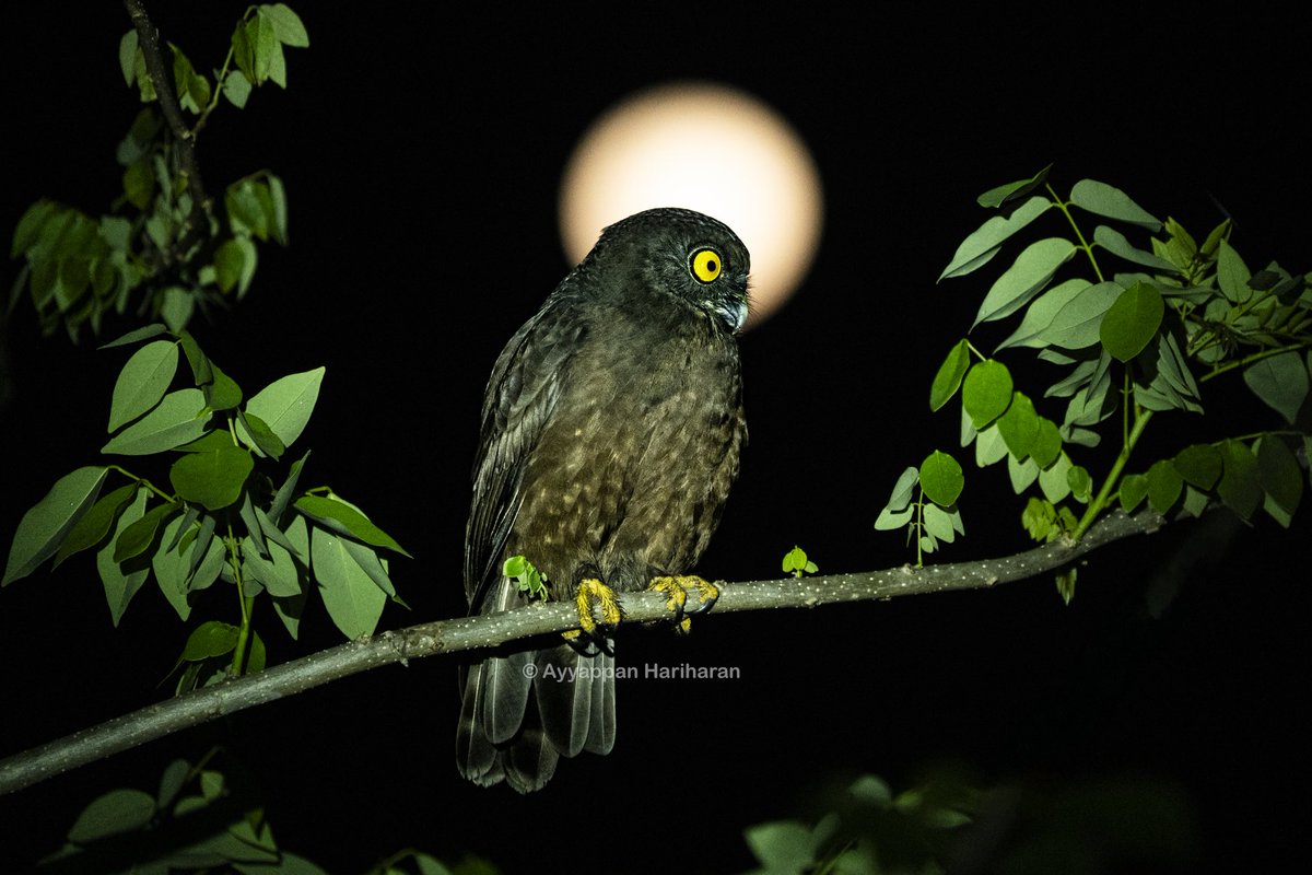 Hume’s Hawk Owl. Wish you all Happy #MahaShivaratri Pic taken at Port Blair. #IndiAves #BBCWildlifePOTD #natgeoindia #ThePhotoHour #SonyAlpha @incredibleindia @TourismDeptANI #BirdsSeenIn2024 @Britnatureguide