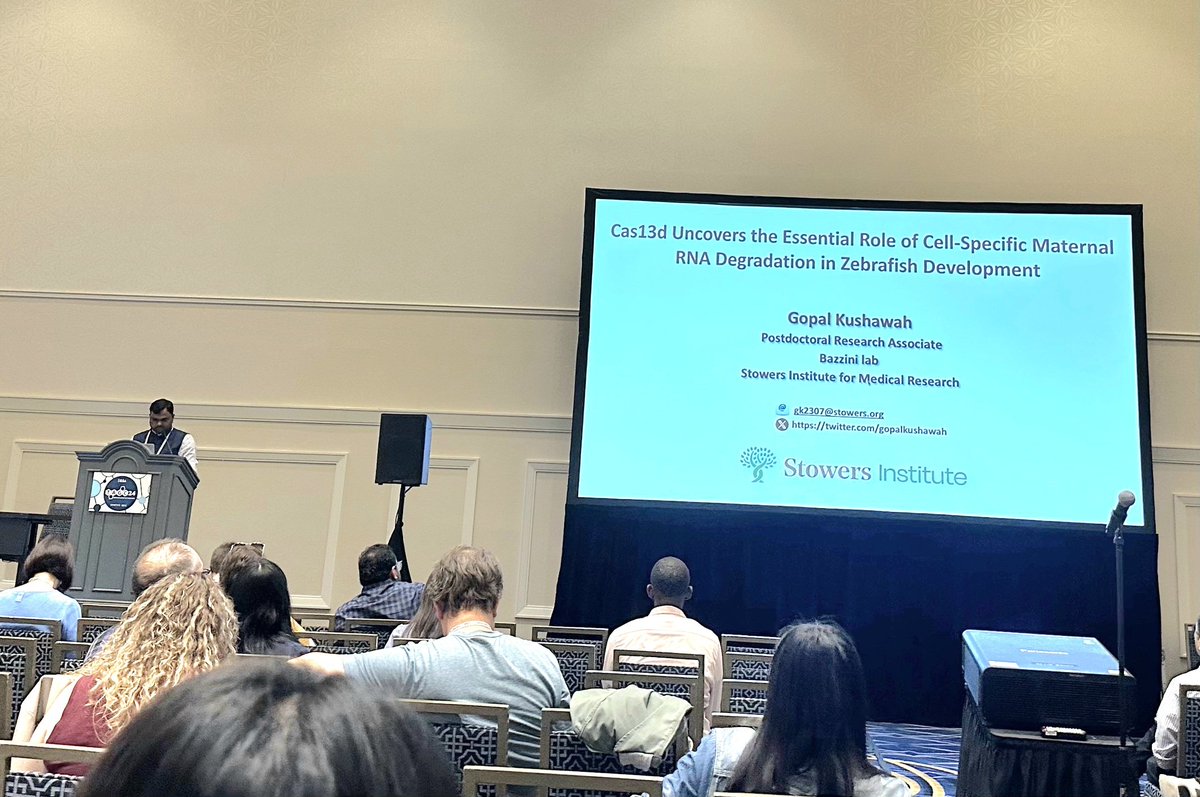 It was really great and proud moment to present my work in front of science community at #TAGC24. It becomes even more special when you hear that people are using your discoveries for their research. Thank you <a href="/BazziniLab/">BazziniLab</a>, <a href="/ScienceStowers/">Stowers Institute</a> for your support &amp; <a href="/Iyktyn/">Kyle Weaver</a> for the pic🙂.