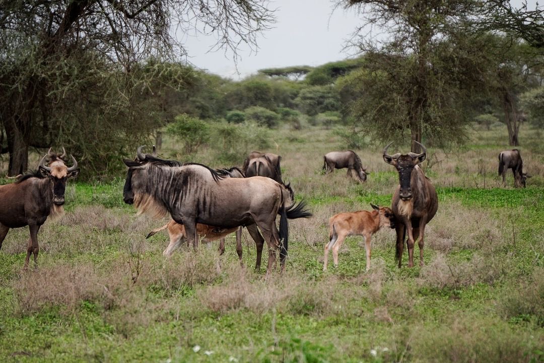 Good Morning Serengeti National Park 🇹🇿
