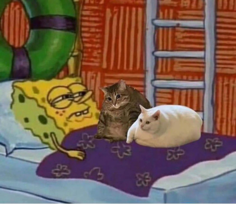 PunchingCat's tweet image. 