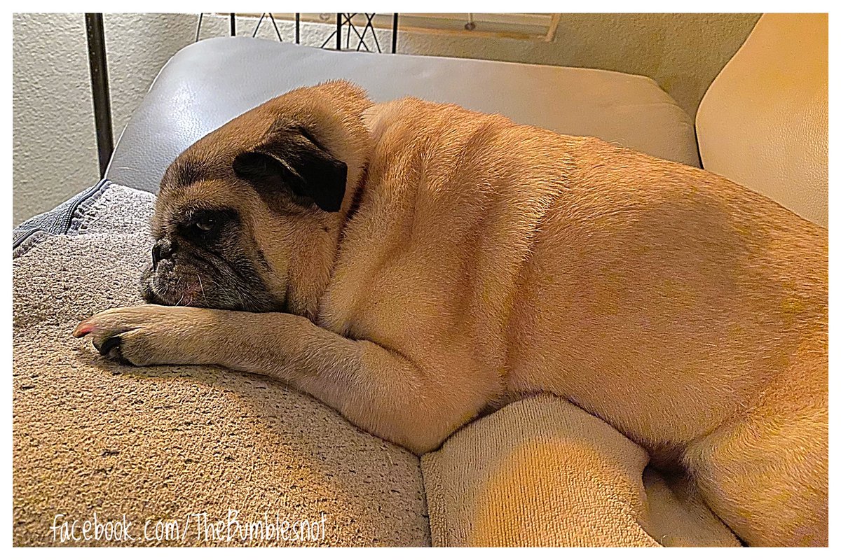 The Kid is wiped out and emotionally exhausted from his grooming, anal expressing and nail dremeling today! Just look at that face! But he's as plush as a giant stuffie now and smells even sweeter. 🐶💤❤️💙🧡 #sorrypalyouneededit #groomingdayover #sleepypug #sweetdreams