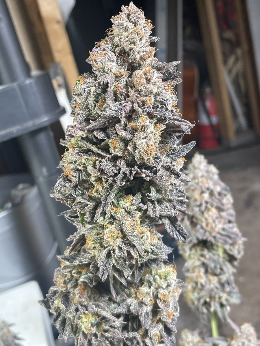 It ain’t killed me yet! #growyourown #CannabisCommunity
