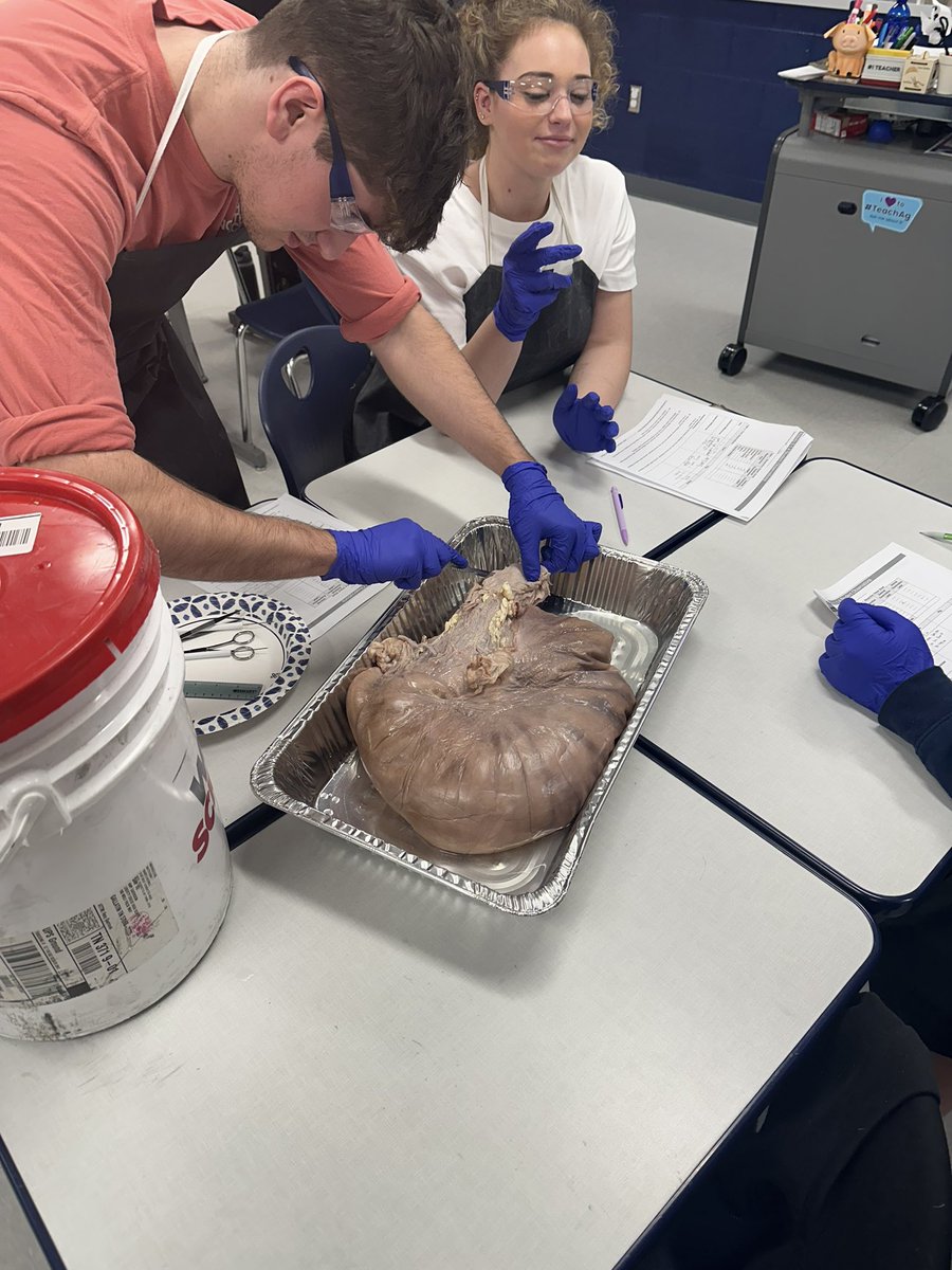 MrsGs_Classroom's tweet photo. The past few weeks have been busy. Large Animal Science dissected beef, swine and sheep uteri while finishing up their unit on reproduction, and Ruis finally became a wether. https://t.co/n9rsK7NNNK