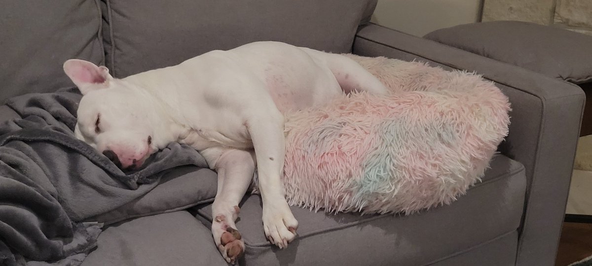 BHDinTX's tweet photo. Zzzzzzz... https://t.co/QCIxuQrHZI