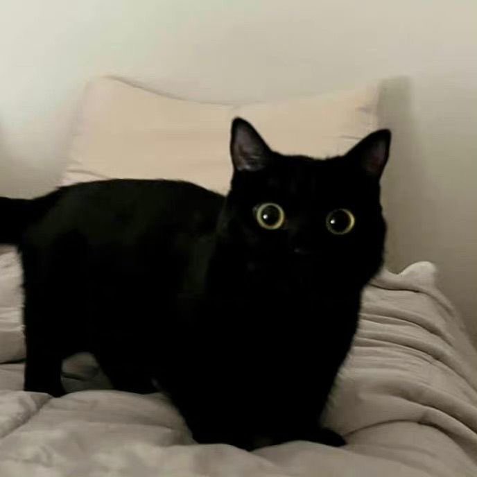 Black cats are not bad luck (@visualscat) on Twitter photo 