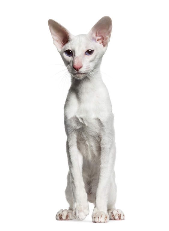 #bg3qotd if your tav/durge was an animal, what would they be?

oriental shorthair its got theWeird gross skinny proportions sunken cheeks long nose Literally vir im sick